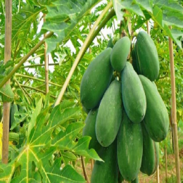 SBJEI-FRESH GREEN PAPAYA